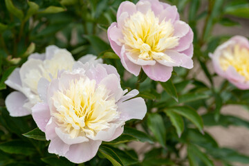 舞鶴公園のシャクヤクJ