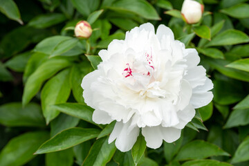 舞鶴公園のシャクヤクH