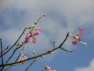 Ceiba Speciosa and its flowers in the wind under natural blue sky  background in sunny day