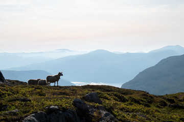 Panoramas from Mount Hoven with sheep in sight, Loen, Norway