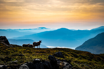 Red sky panorama from Mount Hoven with sheep in sight, Loen, Norway