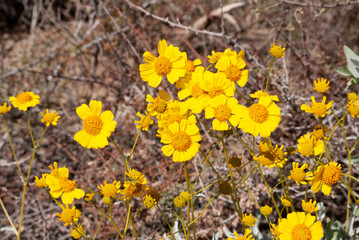 yellow flower