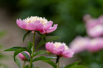舞鶴公園のシャクヤク1