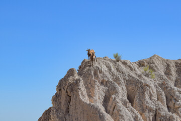 Young bighorn sheep at Badlands National Park, South Dakota, USA