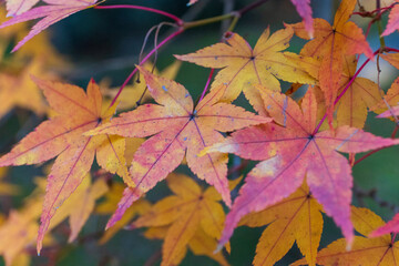 京都・東福寺の紅葉