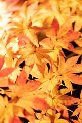 Fototapeta premium 京都・永観堂の紅葉ライトアップ