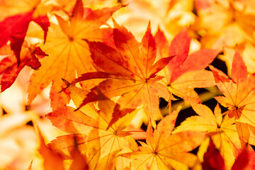 京都・永観堂の紅葉ライトアップ