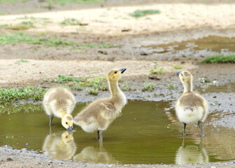 Close up of gosling, baby Canada geese, drinking water from puddle along walking path in a city park. Reflection on the dirty water.
