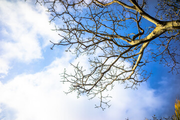 branches against blue sky