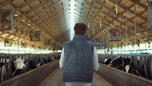 Farmer walking cowshed aisle rear view. Livestock manager inspecting animals.