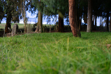 tree in the forest and grass