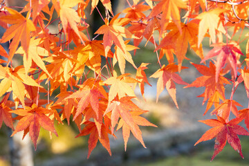 京都・仁和寺の紅葉