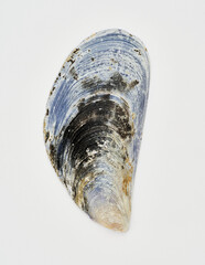Detailed blue and black mussel on white background