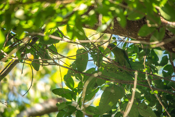 green leaves on a tree with parrot