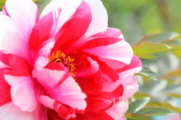 ピンク牡丹　接写花粉　日本の花
Pink peony close-up pollen Japanese flowers
