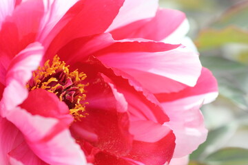 Obraz na płótnie Canvas ピンク牡丹　接写花粉　日本の花 Pink peony close-up pollen Japanese flowers 