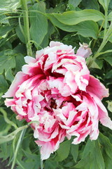ピンク牡丹　接写花粉　日本の花
Pink peony close-up pollen Japanese flowers
