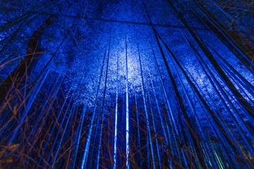 Poster 京都嵐山・竹林の小径 © waiai7