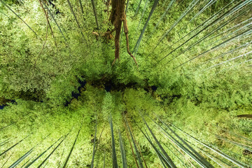 Fototapeta na wymiar 京都嵐山・竹林の小径