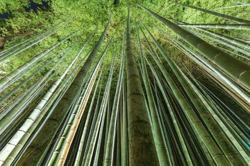 京都嵐山・竹林の小径