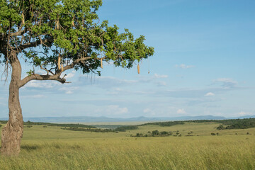Sausage Tree in Maasai Mara, Kenya