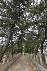 Fototapeta premium 法隆寺参道