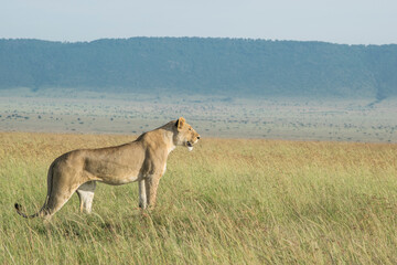 Lioness Surveys Savannah for Prey in the Maasai Mara, Kenya.