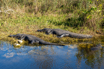 Two American Alligators (Alligator mississippiensis) at the marshland in Everglades National Park in Florida, USA. Everglades National Park is a 1.5-million-acre wetlands preserve.