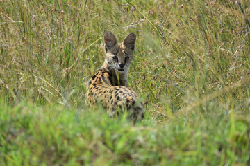 Serval Cat Hunting for Prey in Maasai Mara, Kenya