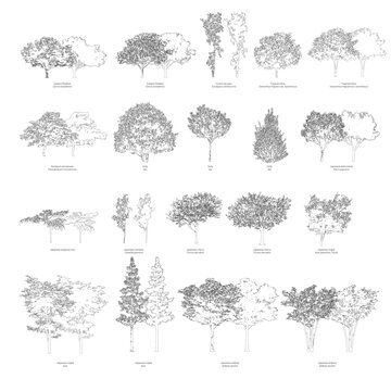 Vector trees with common names and botanical names