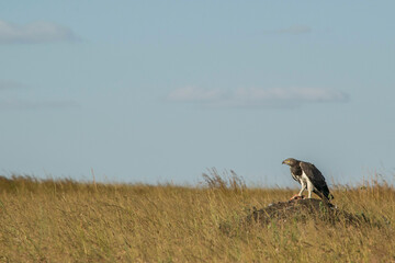 Martial Eagle Feeding on a Guinea Fowl (Maasai Mara, Kenya)
