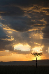 Sunset and Tree Silhouette in Maasai Mara National Reserve, Kenya.