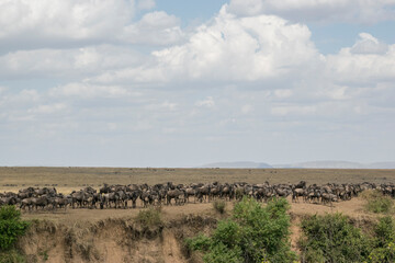 Fototapeta na wymiar Blue Wildebeest Preparing to Cross the Mara River (Maasai Mara, Kenya).