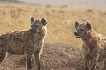 Photo sur Plexiglas Hyène Hyènes tachetées sanglantes après un meurtre à Maasai Mara, au Kenya.