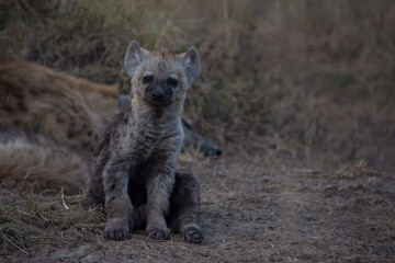 Spotted Hyena Cub at a Den In the Maasai Mara, Kenya.