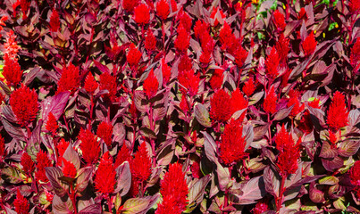 Plumed Celosia, Red Wool Flower in summer at a botanical garden.