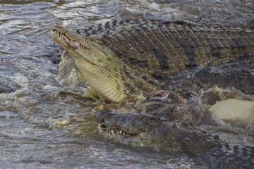 Nile Crocodiles Killing a Wildebeest during the Great Migration