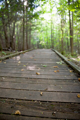 A boardwalk along a looping trail in an Ontario Provincial Park