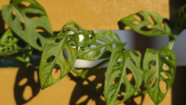 Monstera Adansonii Schott plant
Swiss Cheese plant growing vines on a wooden wall, has green leaves with holes, also called janda bolong