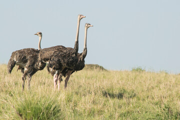 Naklejka premium Flock of Common Ostrich in Maasai Mara, Kenya