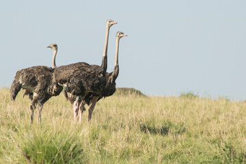 Flock of Common Ostrich in Maasai Mara, Kenya