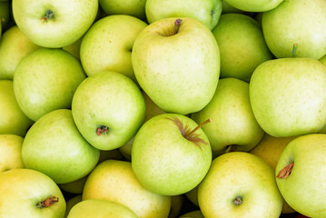 Closeup view of fresh green apples. Good harvest of fruits