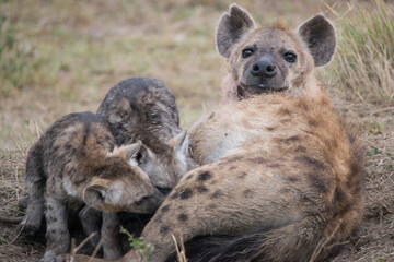 Spotted Hyena Cubs Nursing from their Mother (Maasai Mara, Kenya)
