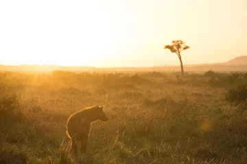 Fotobehang Hyena Spotted Hyena at Sunset in the Maasai Mara, Kenya.  © Michael B. Kowalski
