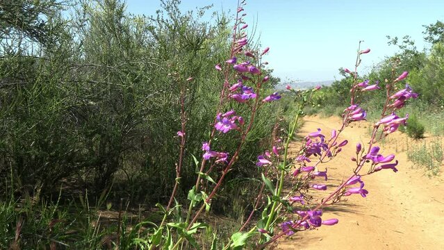 Wild Snapdragons Waving in the Wind next to a Hiking Trail