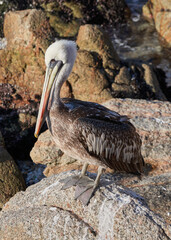 Brown pelican standing on a rock