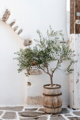 Olive tree planted in wooden barrel