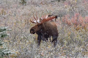 Moose in Denali National Park, Alaska, USA