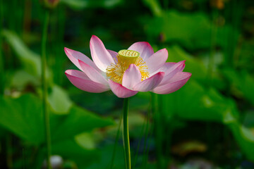 Obraz premium lotus
