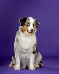 3 color blue merl aussie dog